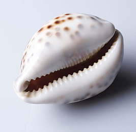 我被摁在床上拿毛笔挠尿孔了：《怪异之夜》：惊悚游戏，床上的恐怖体验-1