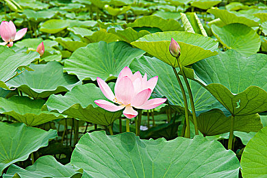 zztt10.ccm复制黑料:网黑料泛滥,隐私危机谁之过?-2