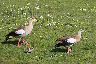 69人人搡人妻人人玩：独特社交游戏走红，玩家欢乐时光无限-3