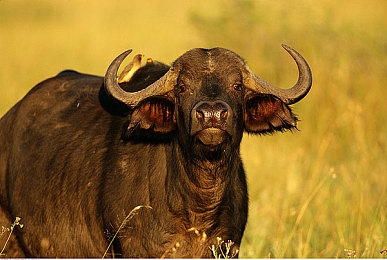 四川BBB桑BBB桑BBB：家居新贵崛起，环保家居领航者-4