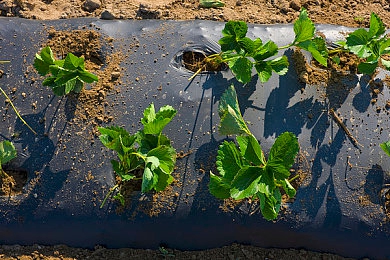 欧美男同Gay猛男叫床：奇幻世界冒险，新游戏体验来袭-3