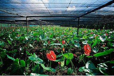 色网直播:直播新势力:揭秘色网直播的魅力之旅-2