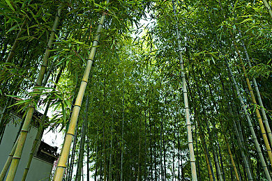 娘在狗儿的后背上写字:母爱笔尖,狗狗背上的温馨印记-2