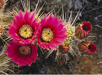 34147大但人文艺术的价值：艺术之光：人文关怀与时代精神碰撞