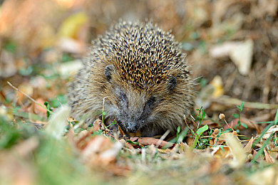 唐三插曲比比东nba：斗罗魅力碰撞NBA，精神力量对决-2