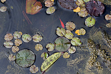 激情nikki艳星医生办公室:艳星前医生Nikki:办公室激情照背后的故事-1