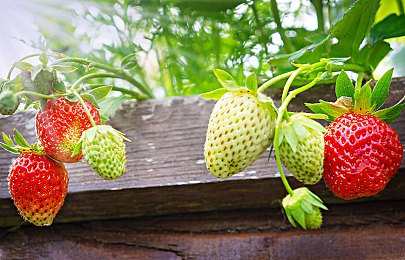 日本熟妇厨房与子交：温馨厨房，亲情满满-1