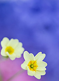 极端针拳头极端疼痛改造:奇幻世界挑战极限,新游戏体验来袭-4