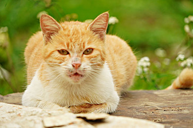 桥本香菜的启蒙妈妈是小学还是初中：明星桥本香菜：启蒙妈妈的教育智慧-3