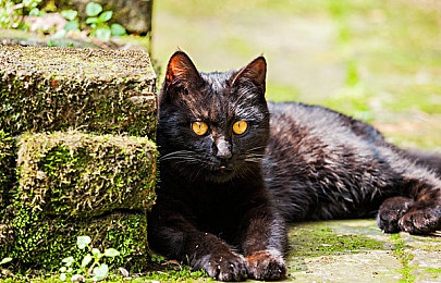 新手s怎么语言开始调m：语音助手入门指南，轻松掌控智能生活-1