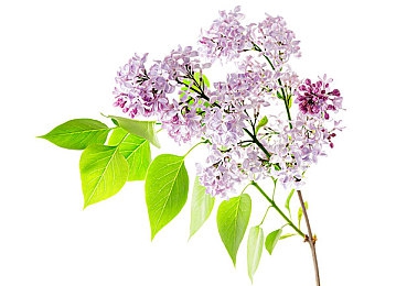 体内 精69XXXXX黑料社：网络黑料社揭秘：网络谣言背后的真相-1