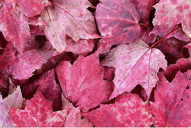 最近好看的2019中文在线小说：网文盛宴：2019年必读佳作盘点-3