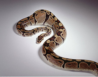 老头车里把我添高潮了：街头邂逅：修车大爷与追梦女子的梦想共鸣-3