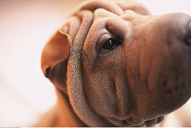 被按摩师抹春药啪到潮喷-3