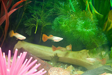 御梦子：科技新品走红，神秘“御梦子”引领潮流-1