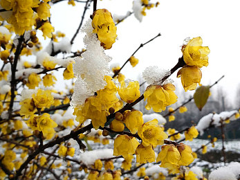 t55.44C陈冠希与陈慧琳：明星跨界联手，手游新体验来袭-5