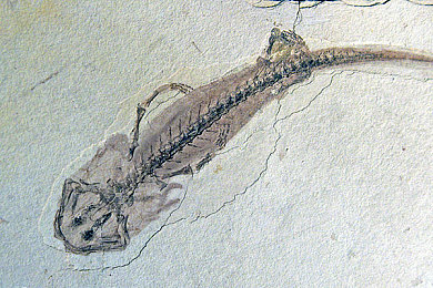 一级肉体全黄裸片：网络清朗行动：揭秘涉黄影视作品打击纪实-2