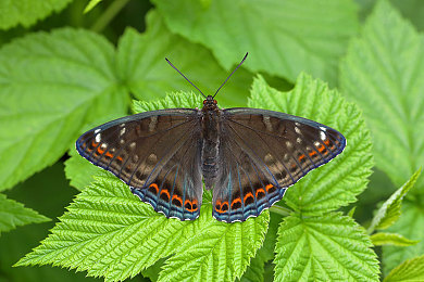 恋爱剧场全部列表安卓uc：浪漫恋爱剧场新篇，体验沉浸式恋爱之旅-3