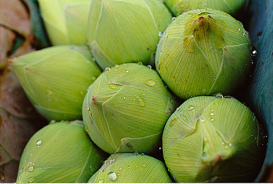 爆乳汗だく肉感レズビ的导演是谁：导演揭秘：争议之作《爆乳汗》谁主沉浮？-2