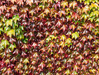 美女裸身软件：奇幻世界邂逅美女，冒险之旅等你开启-2