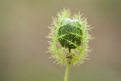 欧美大尺寸suv免费：免费大SUV抢疯了，车市狂欢来袭-5