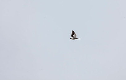 荒野女战士满天星版：荒野冒险，女战士新宠-2