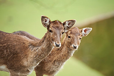 台湾中文国际娱乐网站：台湾娱乐盛宴，盘点热门网站-4
