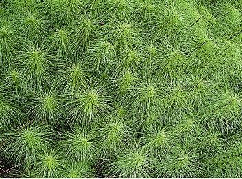 国产美女被草:写真集惊艳曝光,国产美女展现自然魅力-3