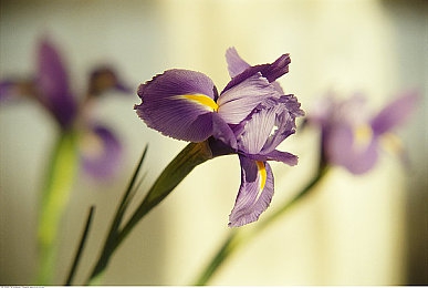 体育生自慰出精  网站台湾：台湾体育生自慰意外，揭秘真相引热议-3