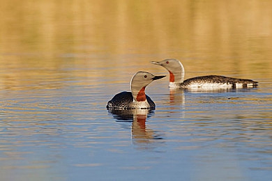 Mr好色：手游新宠：探秘宝藏，趣味无限-3