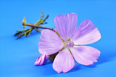 胡桃坐旅行者的大季巴：奇幻世界寻宝藏，胡桃冒险大揭秘-2