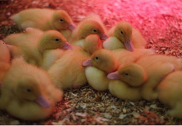 通信兽娘1到6集全剧情：兽娘奇幻之旅，通信新篇章-4