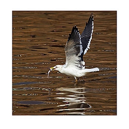 猫咪3.1.0安装：软件新升级，猫咪3.1.0安装攻略大揭秘-4