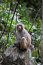 新金艳花瓶1996版原唱是谁：周华健经典歌曲背后的感人故事-3