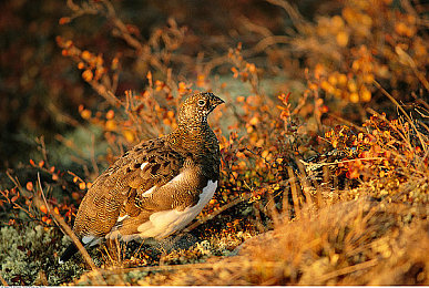 我半夜摸妺妺的奶c了她的：深夜悲剧：兄妹伦理沦丧，家庭破碎引深思-3
