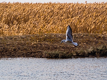 十大免费黄软装推荐：游戏盛宴：盘点十大免费黄软装，体验升级！-1