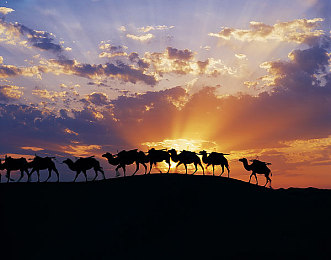 啪免费：科技新宠：“啪免费”软件，生活好帮手-2