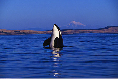 啊灬日出水了灬用灬力:太阳能革新,"日出水"成现实,能源新篇章-3