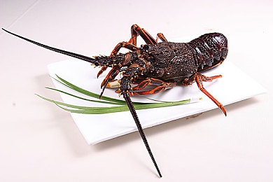 男同志gy www.网站校草：校草才子男同志gy：网络新星闪耀登场-4