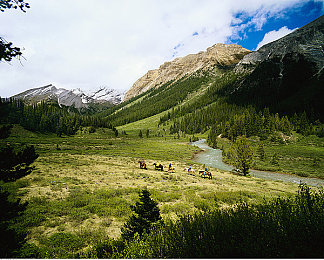 亭亭玉立国色天香四月天科普：国色天香牡丹，四月绽放盛景-3