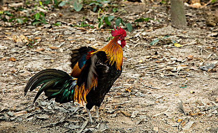 葫芦里面不卖药千片万片你需要huluwa：神秘葫芦侠：探险神话世界-3
