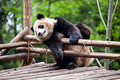 五月天婷婷丁香：天后联手，音乐盛宴来袭-4