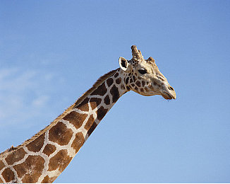 色情手游：手游乱象惊心，青少年如何自保？-3