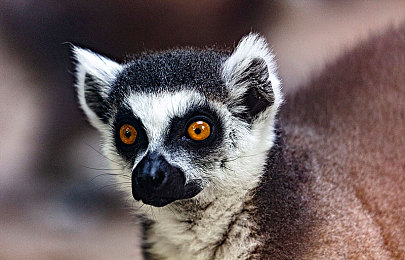 日本老太体内 精品：惊险探秘，日本老太体内世界待揭秘-4