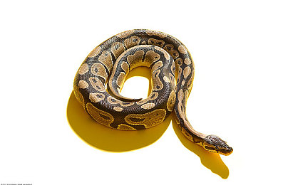 东北老妓女叫床脏话对白55：东北风情游戏走红，玩家称“家乡温暖”-4