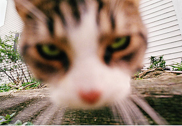 九九操:九九操:简易养生法走红,健康生活新选择-4