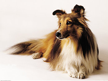 火影18十免费解锁版下载教程：独家揭秘！火影迷福利，免费畅玩忍界传奇