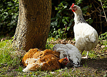 绅士ACE游戏安卓汉化像素风格：像素复古风，手游新宠引关注-2