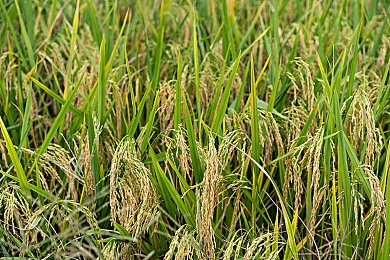 BKYSS汉化组所有游戏大全：汉化达人盘点，BKYSS汉化组佳作汇总-3