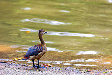 一个人看免费WWW视频有多爽：游戏新宠：免费视频畅享，视觉盛宴来袭-2